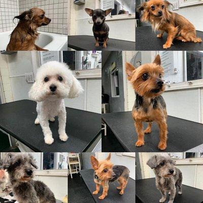 These 5 little pups were all groomed today and spent the day in doggy daycare. They are housemates.