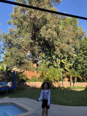 Giant Eucalyptus Tree and cute child