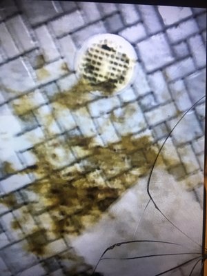 A bathroom floor showing the filth at this building