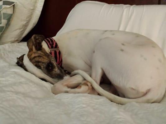 Shelby, our 2 yr old Whippet. Haven't had Dr Stewart see her, yet. Lol