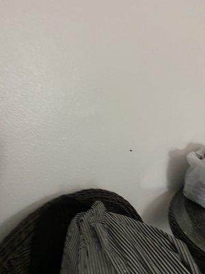 Roach crawling on hotel wall