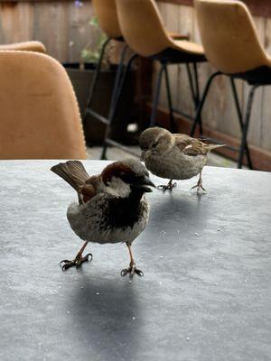 Sweet birds eating the tasty crumbs left by the last patron!