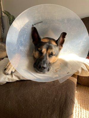 Duncan in his cone, napping and healing.