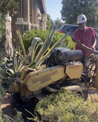 We do stump removal!