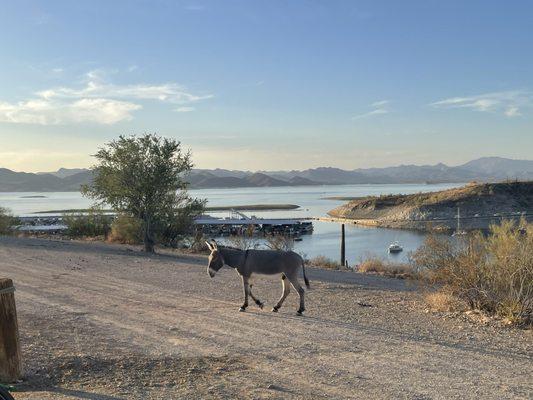 Burro on Lake Pleasant.