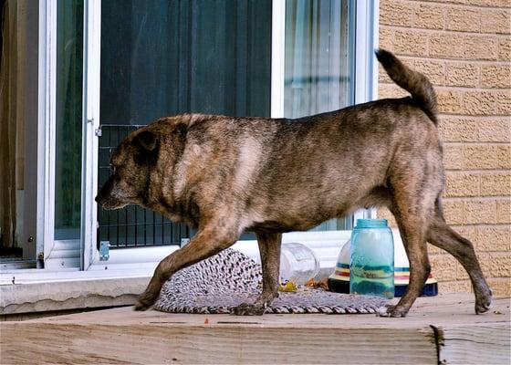 She even jumped up on the porch when it was time to come in.....