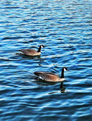 Geese in the pond