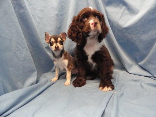 Left: Chihuahua/Toy Fox Terrier (M) DOB: 3/28/13 Right: Cocker Spaniel (M) DOB: 3/25/13