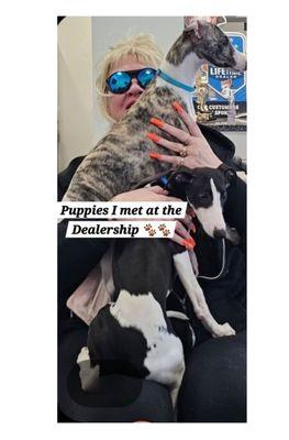 Me, sitting in the lobby waiting for my 4Runner maintenance. Adorable puppies came in to be socialized--I had to hold them!