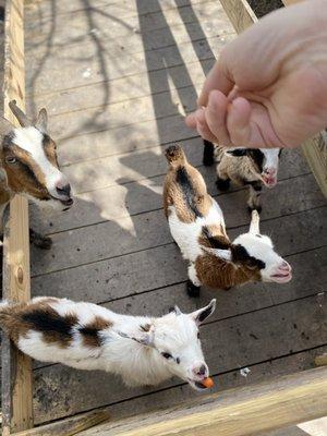 Baby goats.