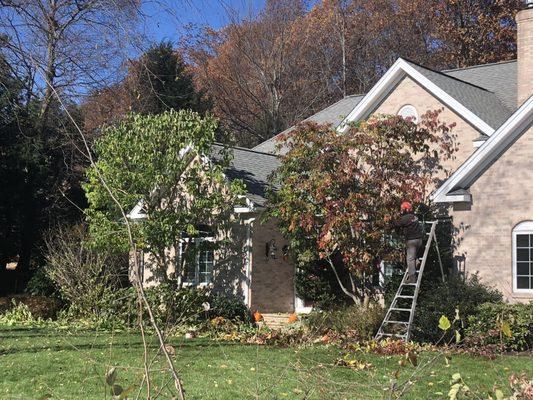 Massachusetts Certified Arborists working on Ornamental trees.