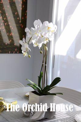 White Phaleanopsis Orchid