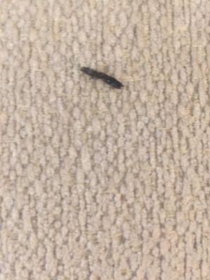 Termites on a sofa