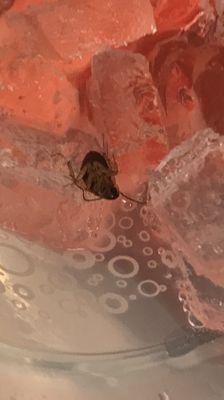 Cockroach in big gulp came out of fountain drink