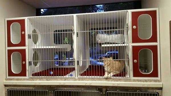 Cat boarding in these spacious Kitty Condos offer private dining and potty areas, plus a window view that cats love!