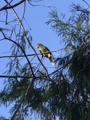 Monk parakeet