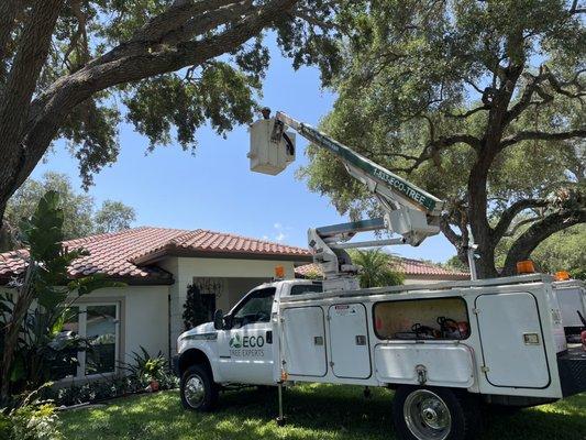 Tree Service in West Palm Beach. Call Today 833-321-TREE