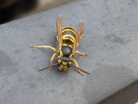 Yellow Jacket