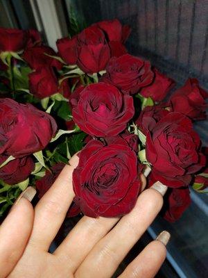 Mini roses ..