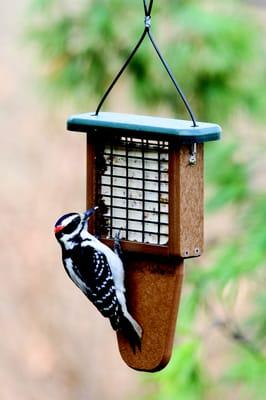 Male Downy Woodpecker on WBU Recycled Single Tail Prop Suet Feeder. Tail prop allows woodpeckers to feed comfortably. Made in US