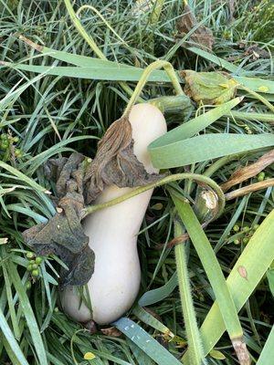 Butternut Squash in the garden