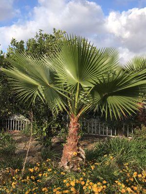 What can I say..!! I love Palm trees.!!