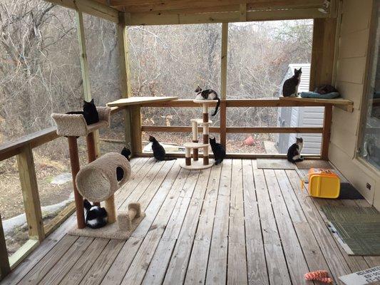 The newly constructed "Catio" at Kitty Kat Haven.