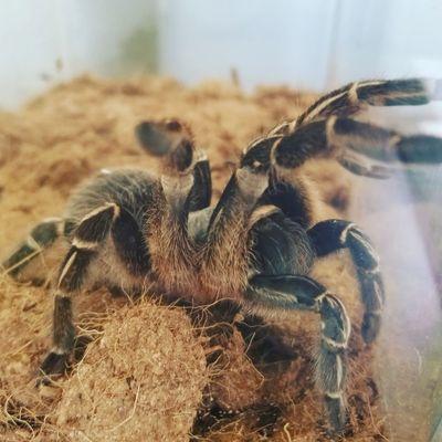 Meet our newest officemate. You can meet our Striped Knee Tarantula at the San Antonio Home And Garden Show!