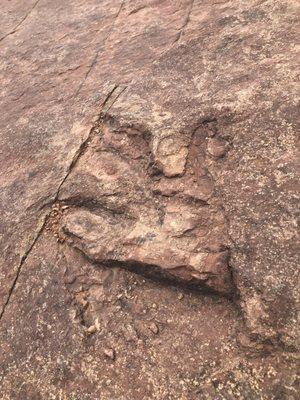 Dilophosaurus footprint