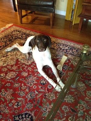 Lucy, relaxing with a bone after a long play day!