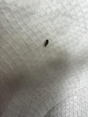 Bug found in the food.  Refused a refund but offered a remake.  My coworker said no thank you.  Not eating there anymore.