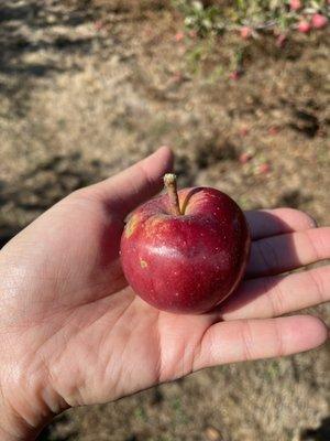 Cute apple :D