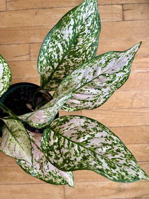 Aglaonema