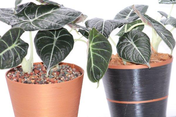 Black Magic Alocasia