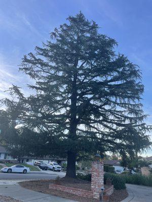 Deodar Cedar in El Cajon