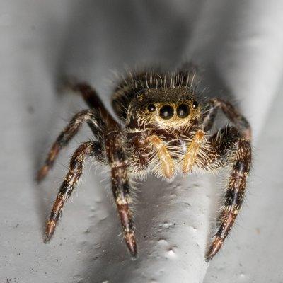 Jumping Spider