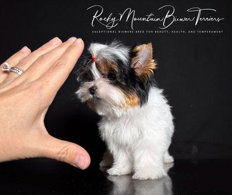 Rocky Mountain Biewer Terriers - Pup