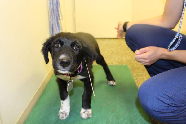 Robinson's Rescue Veterinary Technicians checking in clients and weighing them