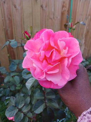 Perfect  see rose below. Growing two colors, w/a soft sweet scent.