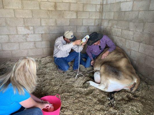 Hubby and his friend administering calcium for milk fever. Similar to what I had to do late at night 10 years ago after Escalada's advice.