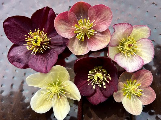 Hellebores are one of our first flowers each spring!