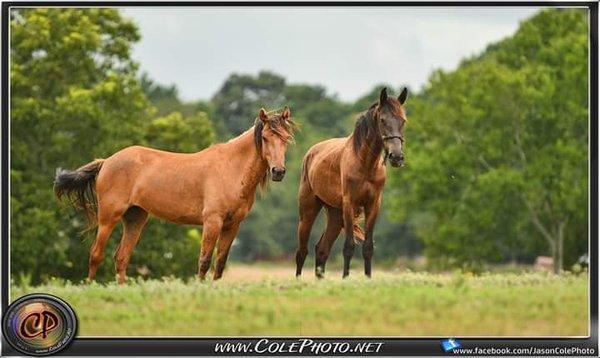 Ironhorse Farm