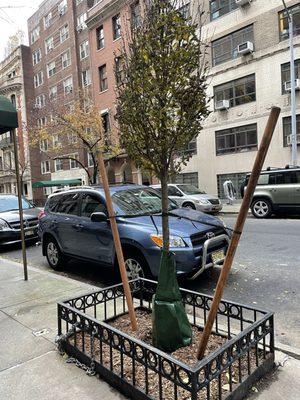 NYC Tree Pit Services