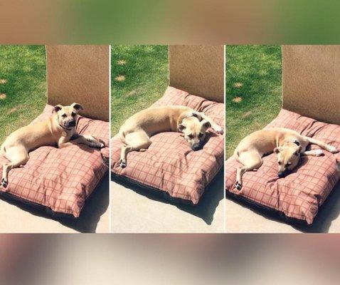 Tractor Supply dog bed + sunshine = HEAVEN