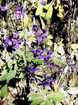 Purple wild flowers