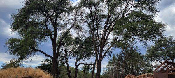 Freshly pruned Emory Oaks up north in Payson