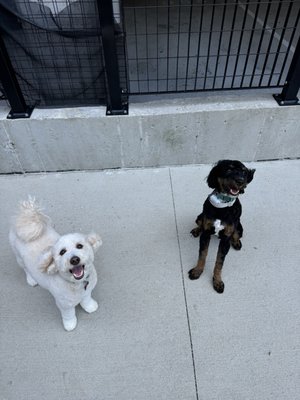 Two pups, a Goldendoodle and a Bernedoodle.