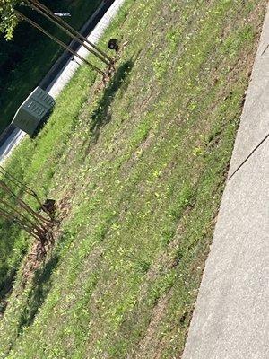 Side yard, weed filled (does this look like zoysia?)