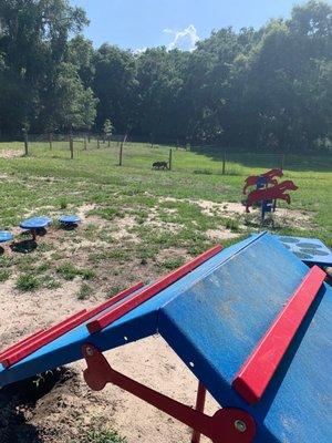 Obstacles and Doggie Play Area