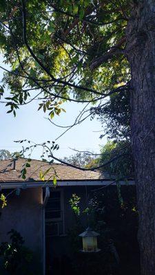 Clean roof and we can see the sky. Glez Tree Trimming.